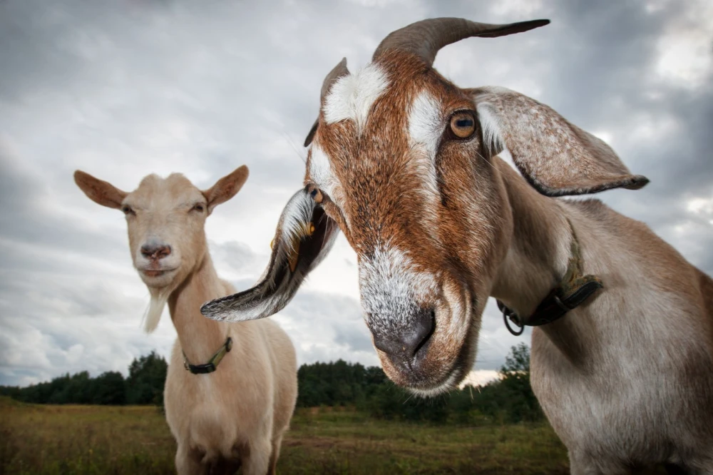 iStock 1049022352